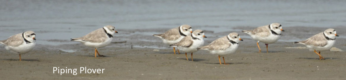 Seabrook Island Birders