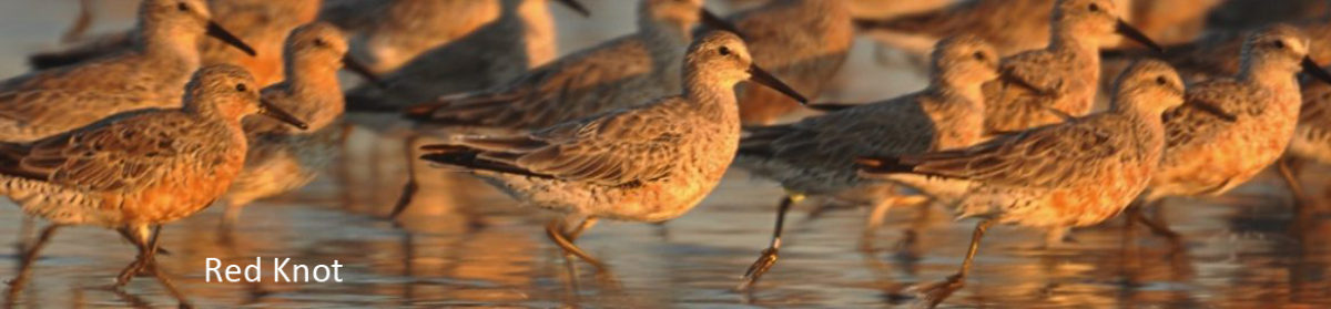 Seabrook Island Birders