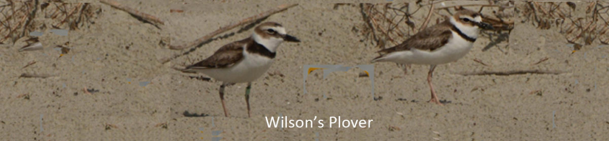 Seabrook Island Birders